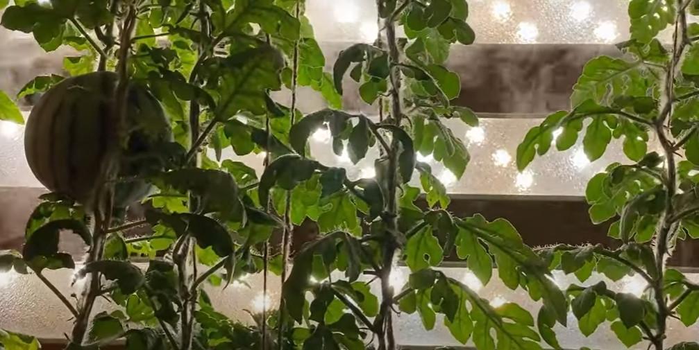 Inspiracje, Rosjanie wyhodowali arbuzy Antarktydzie! - zdjęcie, fotografia