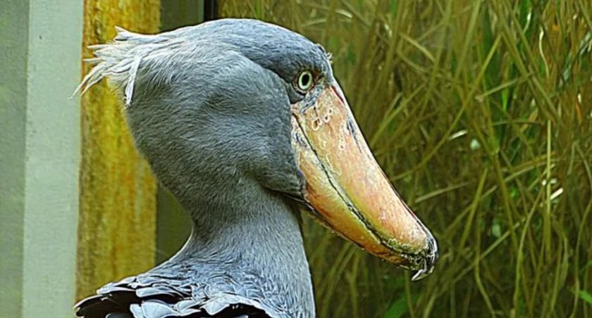 Zdjęcie: Trzewikodziób w praskim ogrodzie zoologicznym/Przemysław Saracen