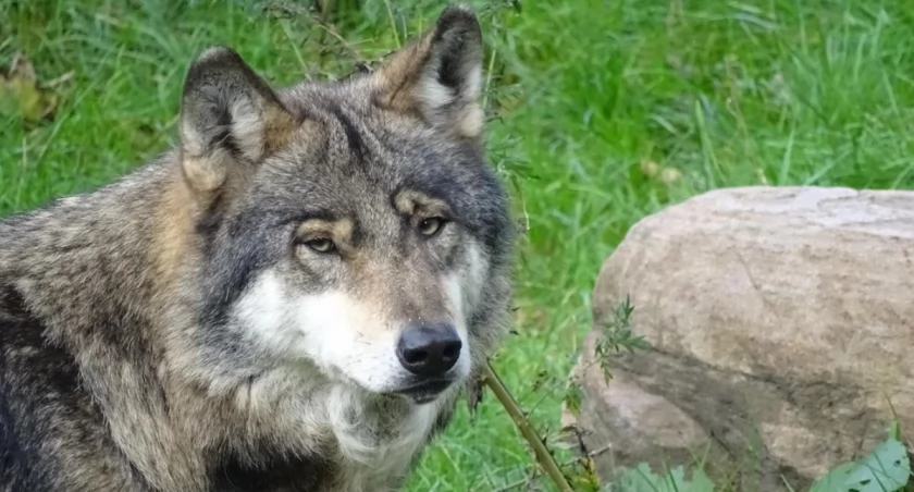 Zdjęcie: Wybieg wilków zoo Wrocław/Przemysław Saracen