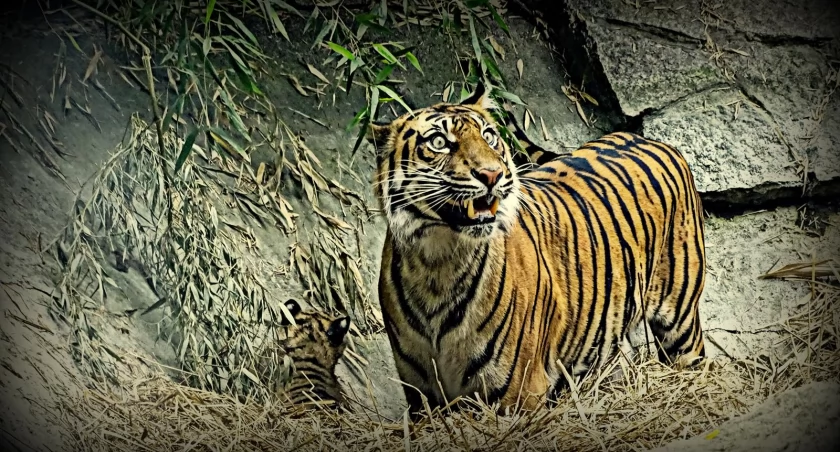 Zdjęcie: Tygrysy wrocławskiego zoo/Przemysław Saracen
