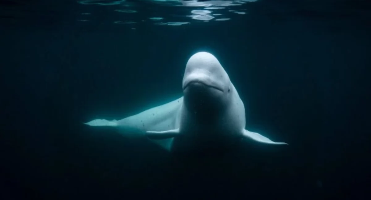 Zdjęcie: OneWhale