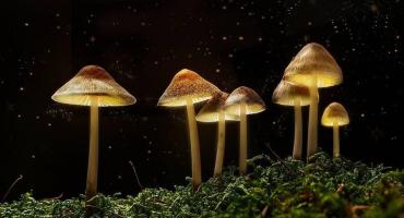Oregon jest pierwszym stanem, który zalegalizuje grzybki psychoaktywne